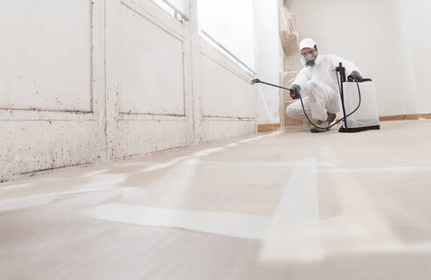 24/7 Emergency Black Mold Remediation experts in Rolling Meadows, IL