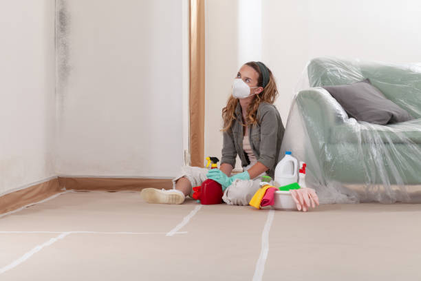 Reliable Black Mold Remediation contractor in Rolling Meadows, IL by Car Mold Remediation
