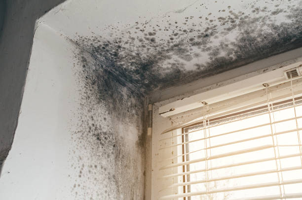 Affordable Black Mold Remediation solutions in Rolling Meadows, IL